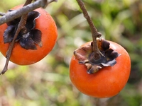 Cennet Hurması Özellikleri ve Faydaları Nelerdir?